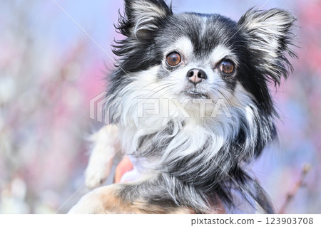 可愛的吉娃娃的肖像，盛開的梅花林，春天的材料 123903708