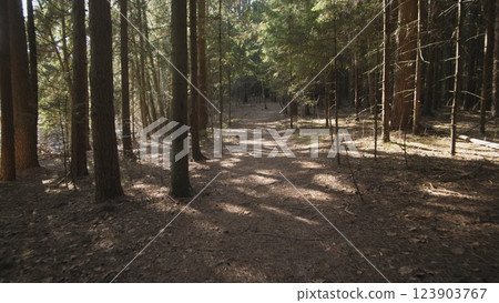 Summer background in the spruce forest in the evening Summer background in the spruce forest in the evening 123903767