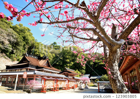 Wakaura Temmangu and Ume [Wakayama City, Wakayama Prefecture] 123903805
