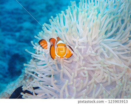 Clown anemonefish 123903913