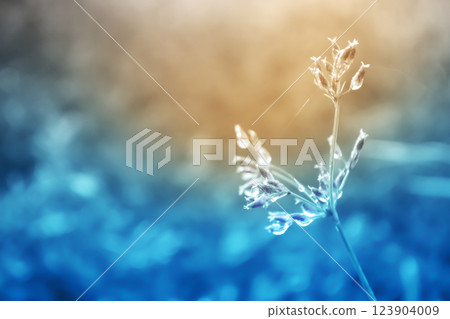 Beuatiful grass  flower blooming autumn ,spring ,nature wallpaper relax nature background 123904009