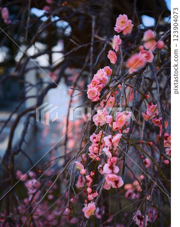 Plum Blossoms of Zentsuji 123904073