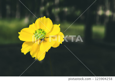 yellow cosmoss flower blooming with dark filter effect 123904258