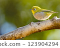 White-eye 123904294