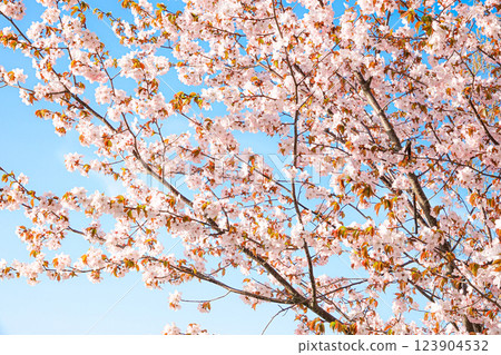 Wild cherry blossoms in Hokkaido on a calm spring day Wild cherry blossoms in Hokkaido on a calm spring day 123904532