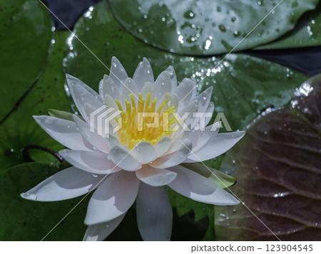 Water lily wet with rain 123904545