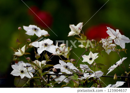 鐵線蓮花 鐵線蓮花 123904637