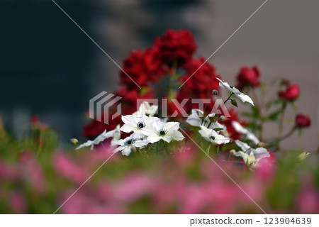 鐵線蓮和玫瑰花 鐵線蓮和玫瑰花 123904639