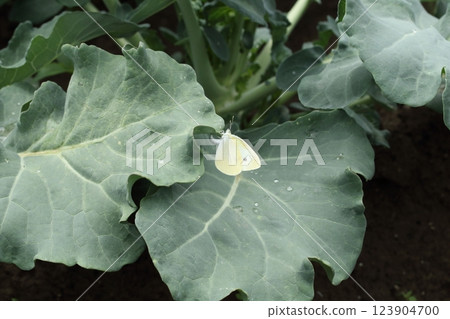 Laying eggs of Montsura butterfly 123904700