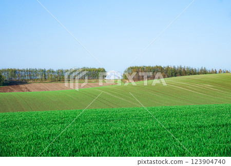 A typical spring scene in Hokkaido with blue skies and vast fields 123904740