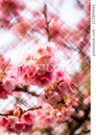櫻花 123904893