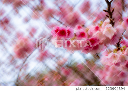 櫻花 櫻花 123904894