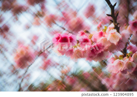 櫻花 123904895