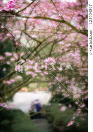 櫻花 123904897