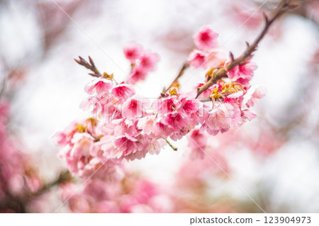 櫻花 櫻花 123904973