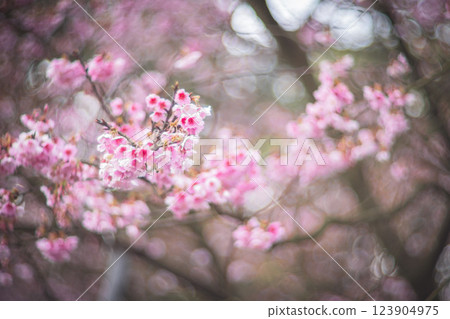 櫻花 123904975