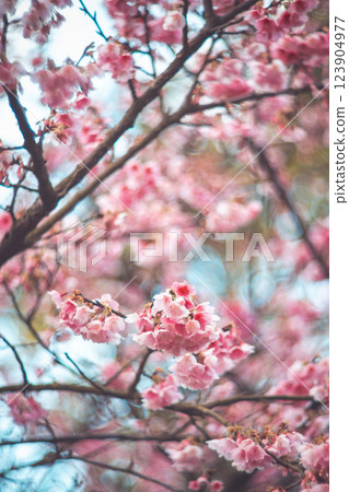 櫻花 123904977