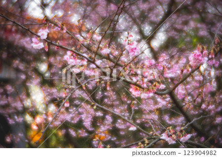 櫻花 123904982