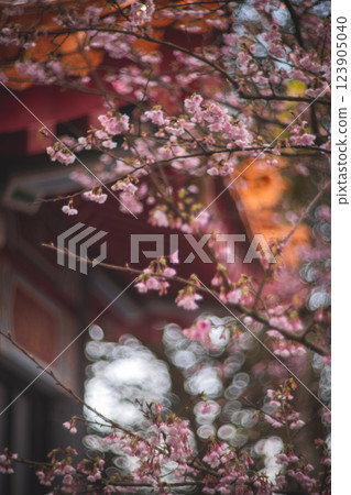 櫻花 123905040