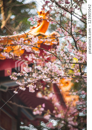 櫻花 123905042