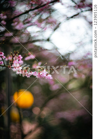 櫻花 123905116