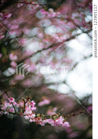 Cherry blossoms  123905117