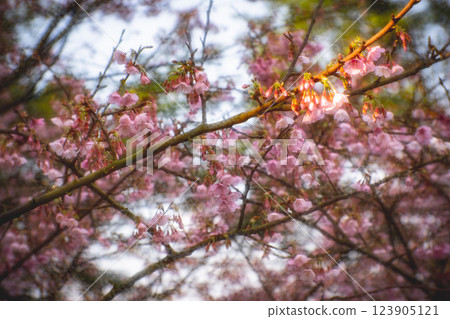 櫻花 123905121