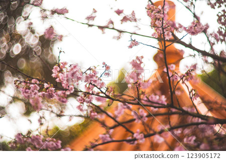 櫻花 123905172