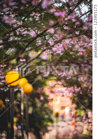 櫻花 123905173