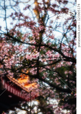 Cherry blossoms  123905174