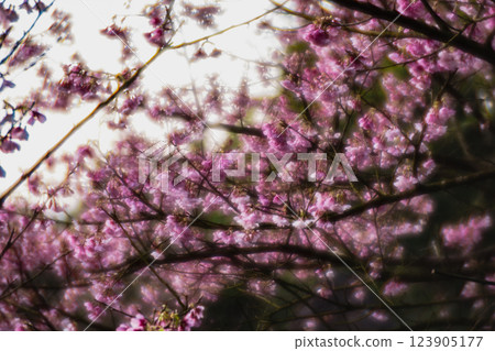 櫻花 123905177