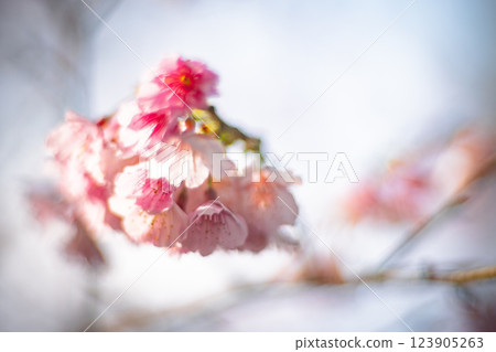 櫻花 123905263