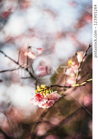 Cherry blossoms  123905264