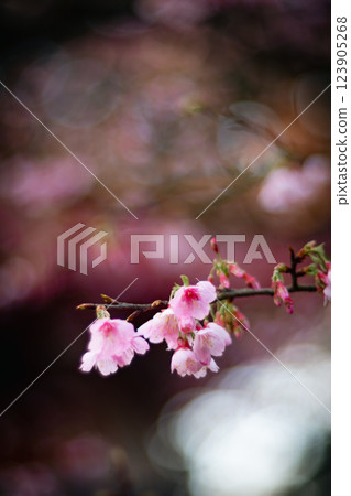 櫻花 123905268