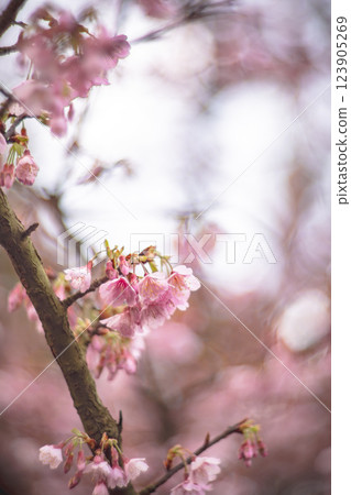 櫻花 123905269