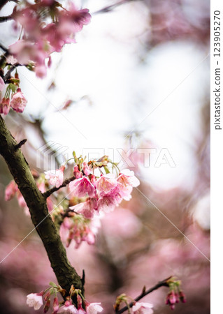 櫻花 123905270