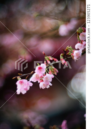 櫻花 123905271