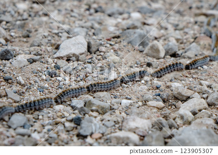 column of pine processionary caterpillars 123905307