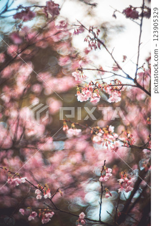櫻花 123905329