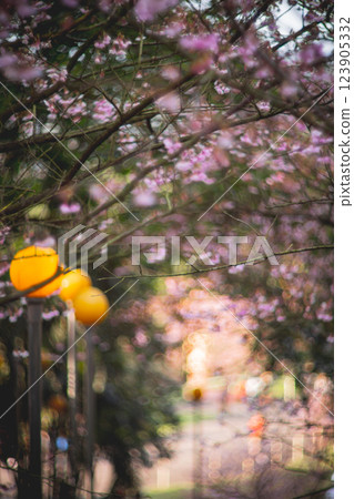 櫻花 123905332