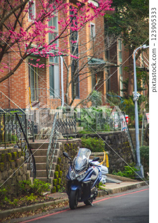Cherry blossoms  123905333