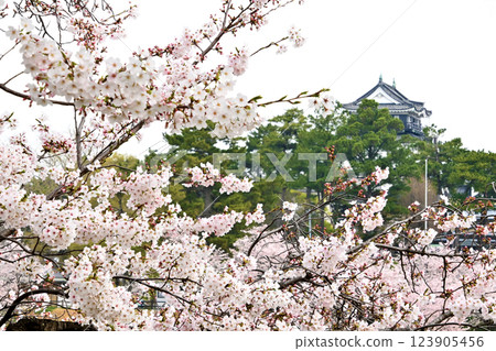 Cherry blossoms blooming at Okazaki Castle 123905456