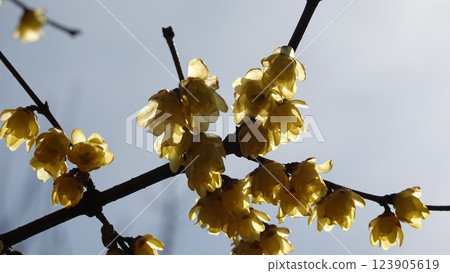 日本五香粉預示著春天的到來 123905619