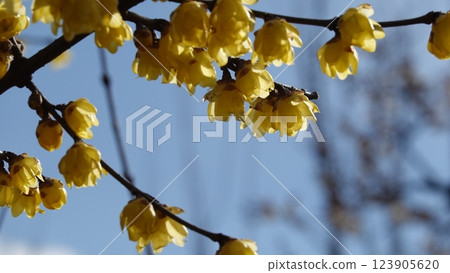 日本五香粉預示著春天的到來 123905620