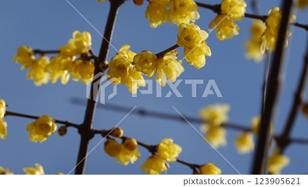 日本五香粉預示著春天的到來 123905621