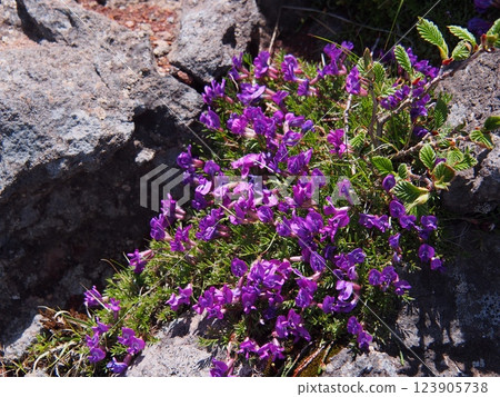 Oyamanopea of Yatsugatake and Yokodake 123905738