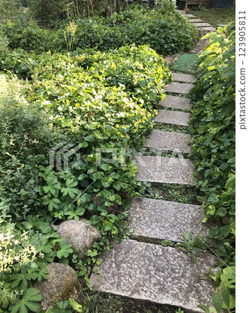 綠色之路 123905811