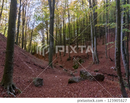 A peaceful forest path winding through the Lessini Mountains Durlo, Veneto A peaceful forest path winding through the Lessini Mountains Durlo, Veneto 123905827
