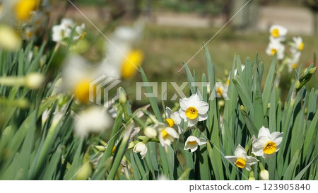 Narcissus blooming in the garden in early spring 123905840