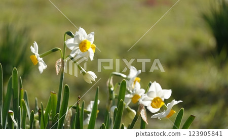 Narcissus blooming in the garden in early spring 123905841